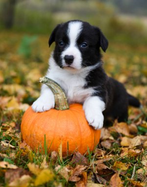 Sonbahar arka planında balkabağı olan Corgi yavru köpeği.