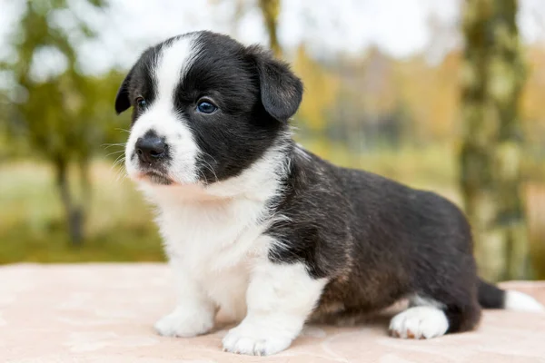 Walesisk corgi pembroke valp hund poserar utanför — Stockfoto