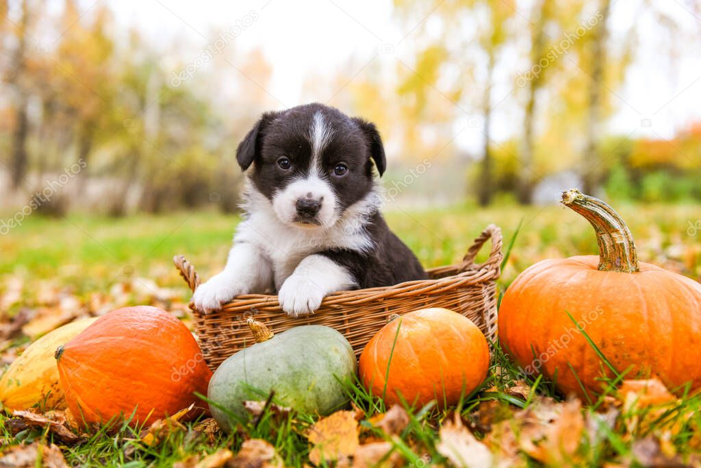 Corgi puppy dog with a pumpkin in the basket