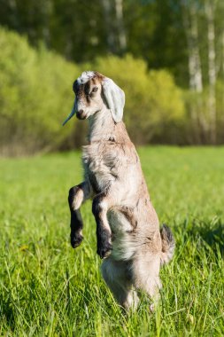 Güney Afrikalı boer keçi Downing doğa portresi