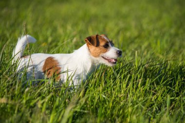 Jack Russell Köpek yeşil çimlerde koşuyor.