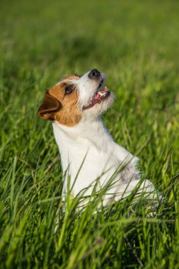 Jack Russell Köpek yeşil çimlerin üzerinde oturmuş gülümsüyor.
