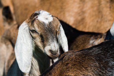 Güney Afrikalı boer keçi Downing doğa portresi