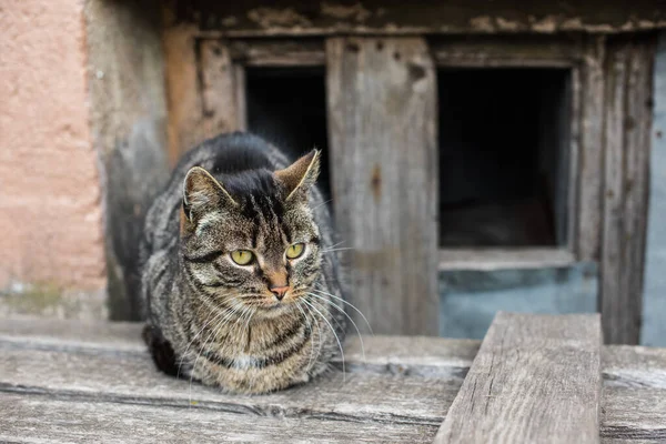 Gato tabby sin hogar está sentado en el sótano — Foto de Stock