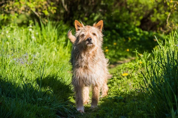 Red mixed breed dog standing on green grass — Stock Photo, Image