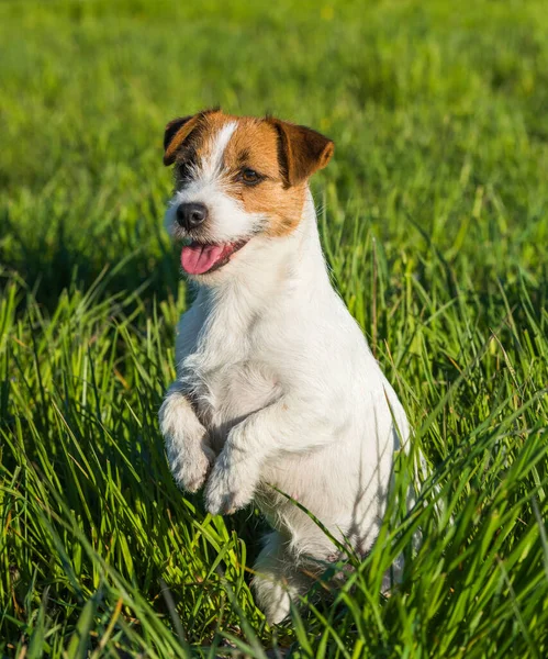 Jack Russell Dog sitzt lächelnd auf dem grünen Gras — Stockfoto