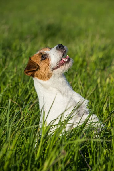 Jack Russell Dog senta-se na grama verde sorrindo — Fotografia de Stock