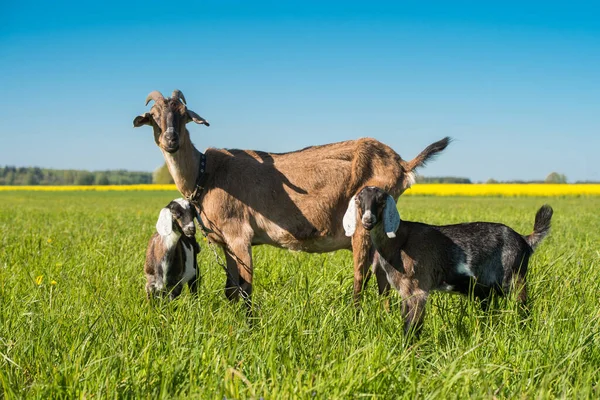 Dwie kozy z matką na zielonym trawniku — Zdjęcie stockowe