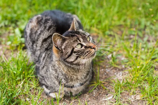 Ritratto di gatto tabby grigio con baffi lunghi. — Foto Stock