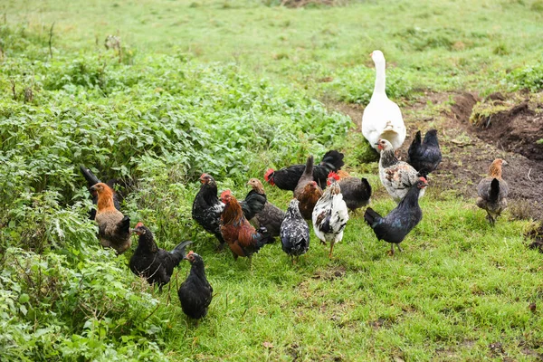 Csirkék udvaron a faluban a nyári háttér — Stock Fotó