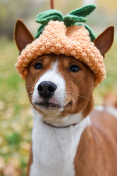 Basenji pies w zabawny dzianina kapelusz ananas — Zdjęcie stockowe