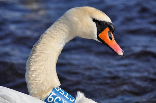 Cisne blanco nadando en el agua azul. Cisnes, género Cygnus — Foto de Stock