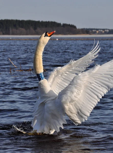 Cisne blanco aletea sus alas sobre la superficie del agua azul — Foto de Stock