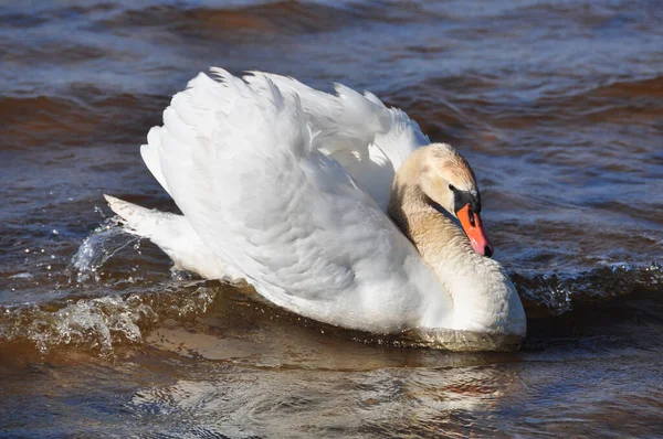 白い白鳥は青い海の水で泳ぐ. — ストック写真