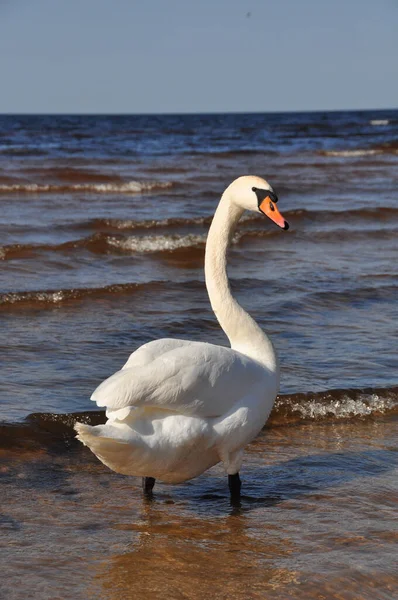 白い白鳥は青い海の水で泳ぐ. — ストック写真