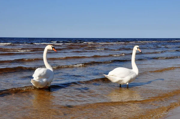 Två vita svanar simmar vid blått havsvatten. — Stockfoto