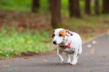 Jack Russell Terrier köpeği parkta yürüyor.