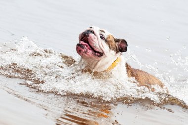 İngiliz Bulldog ya da İngiliz Bulldog yüzüyor