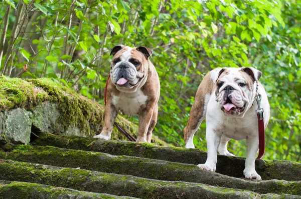 Dos Bulldog Inglés o Bulldog Británico en las escaleras — Foto de Stock