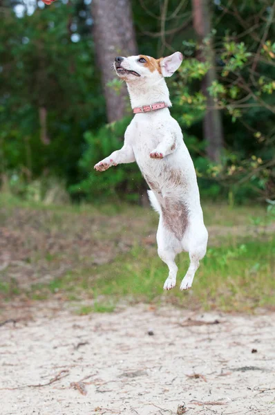 ジャンプ中のジャック・ラッセル・テリアの犬 — ストック写真
