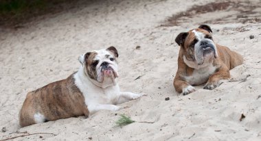 Kumda oturan iki İngiliz Bulldog köpeği.