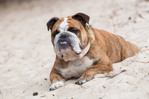 Inglés Bulldog dog sitting on the sand —  Fotos de Stock