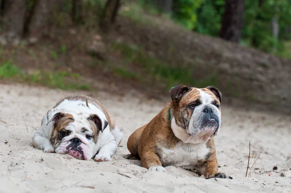 Dos perros Bulldog ingleses sentados en la arena — Foto de Stock