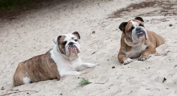 Два английских бульдога сидят на песке — стоковое фото
