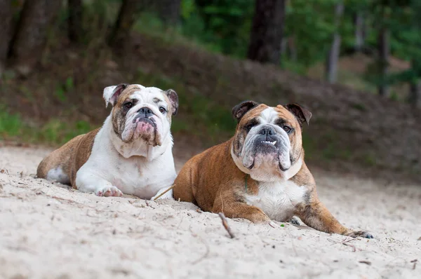 Dos perros Bulldog ingleses sentados en la arena — Foto de Stock