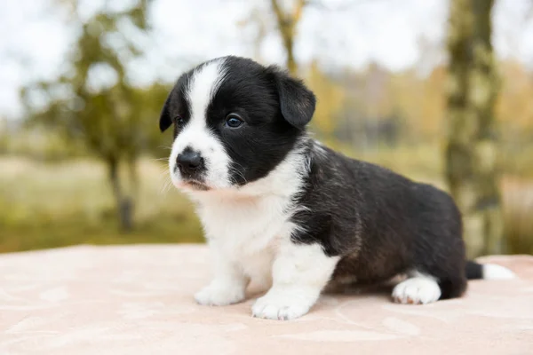 Walesisk corgi pembroke valp hund poserar utanför — Stockfoto