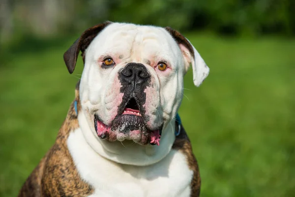 Τίγρη παλτό American Bulldog πορτρέτο έξω — Φωτογραφία Αρχείου