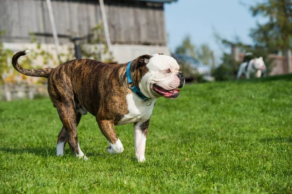 Brindle jas American Bulldog portret buiten — Stockfoto