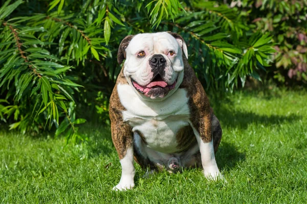 Brindle haina American Bulldog portret câine în afara — Fotografie, imagine de stoc