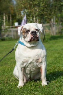 Beyaz önlüklü Amerikan Bulldog portresi