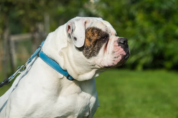 White coat American Bulldog dog portrait outside