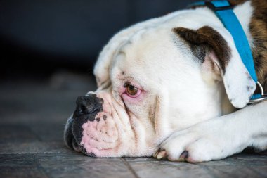 Beyaz Amerikan Bulldog 'u yerde uyuyor.