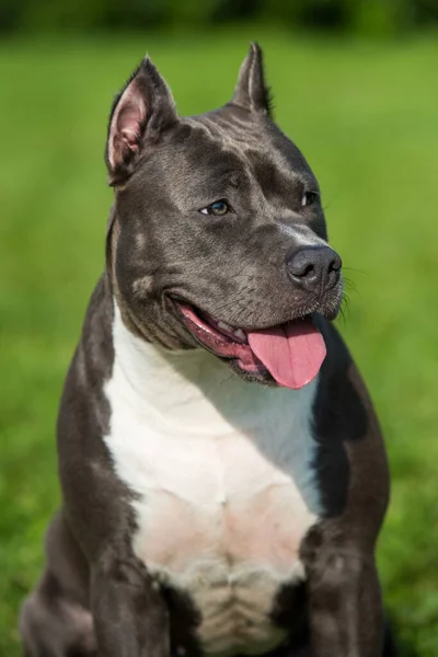 Aranyos kék haj amerikai Staffordshire Terrier kutya — Stock Fotó