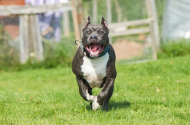 Şirin mavi saçlı Amerikan Staffordshire Terrier köpeği
