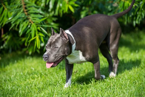 Bonito cabelo azul americano Staffordshire Terrier cão — Fotografia de Stock