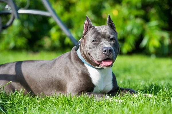 Schattig blauw haar Amerikaans Staffordshire Terrier hond — Stockfoto