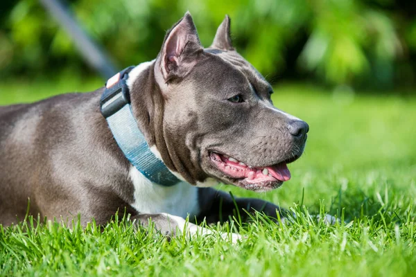 Carino capelli blu americano Staffordshire Terrier cane — Foto Stock