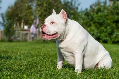 Amerikan zorba köpek yavrusu yeşil çimlerde oturuyor.