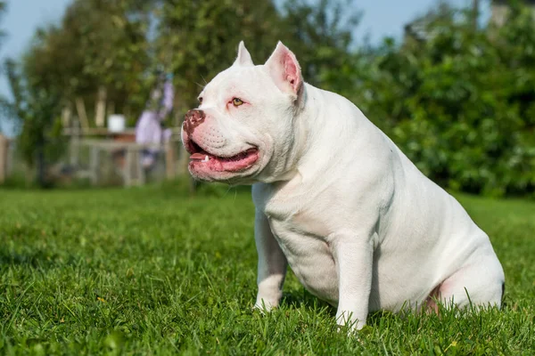 Amerikan zorba köpek yavrusu yeşil çimlerde oturuyor.