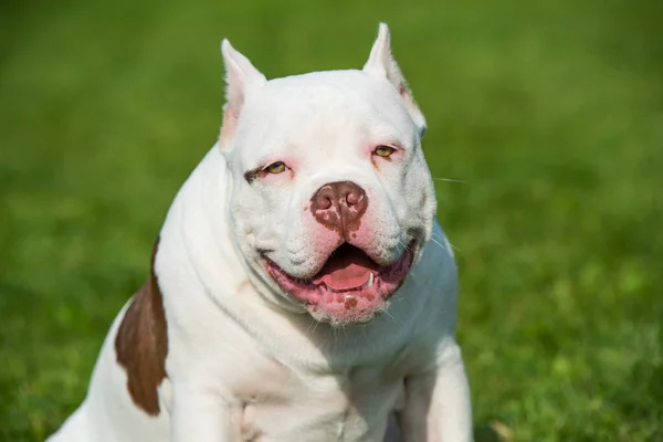 American Bully Welpe Hund sitzt auf grünem Gras — Stockfoto