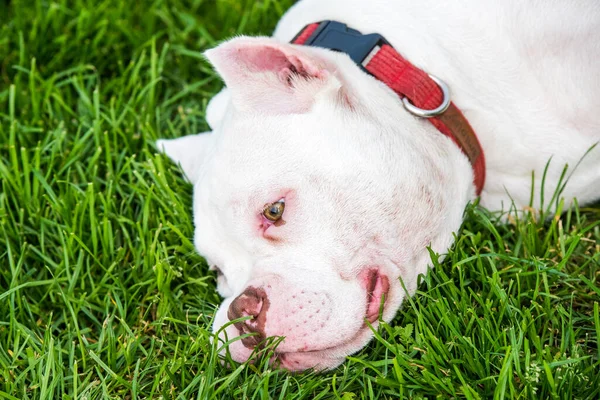 Amerikan zorba köpek yavrusu yeşil çimlerde uzanıyor.