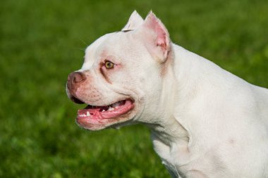 Amerikan zorba köpek yavrusu yeşil çimlerde oturuyor.