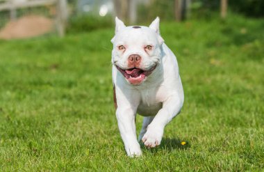 Amerikan zorba köpek yavrusu çimlerde hareket ediyor