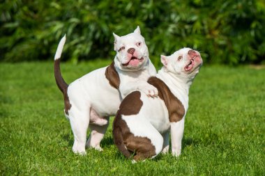 İki Amerikalı zorba köpek oynuyorlar.
