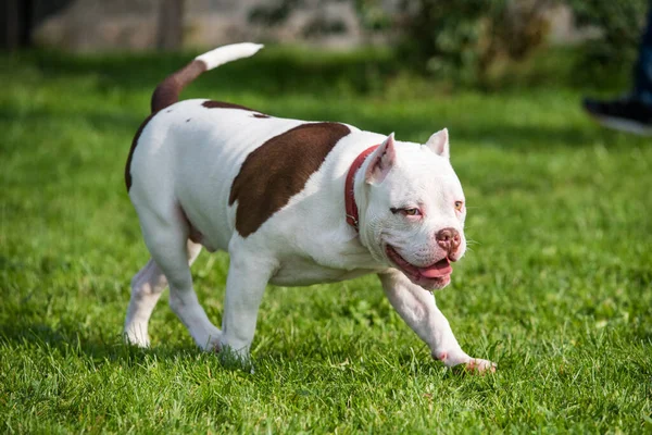 Американский булли щенок в движении по траве — стоковое фото