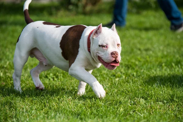 American Bully puppy dog in move on grass